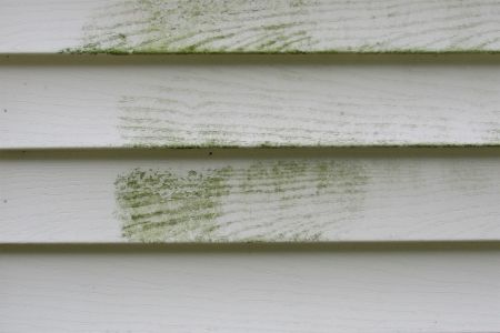 How Mold And Moss Can Be Defeated